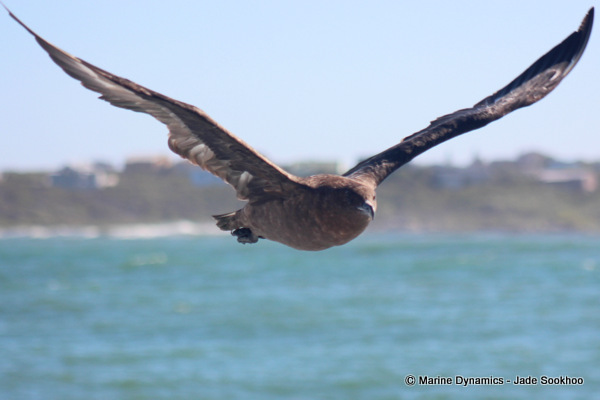 Sub Antarctic Skua, Shark cage diving, South Africa